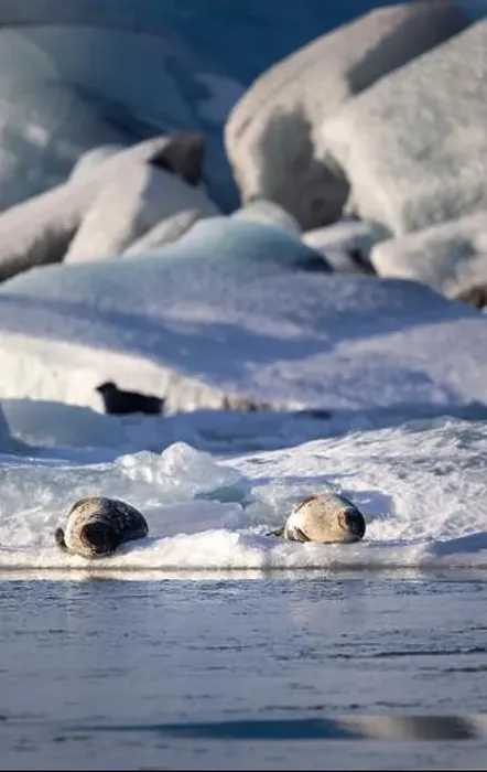 Framed Print : Two seals bask on small ice floes amidst the tranquil and icy waters of a glacial lagoon in Iceland Framed Print : Two seals bask on small ice floes amidst the tranquil and icy waters of a glacial lagoon in Iceland