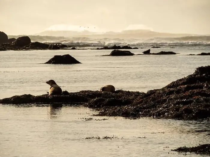 Framed Print : Seals resting on seaweed-covered rocks in coastal Iceland Framed Print : Seals resting on seaweed-covered rocks in coastal Iceland