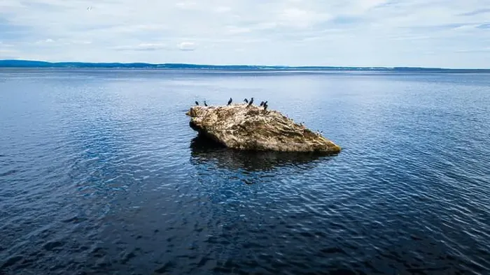 Framed Print : Seals on a Rock, Canada Framed Print : Seals on a Rock, Canada