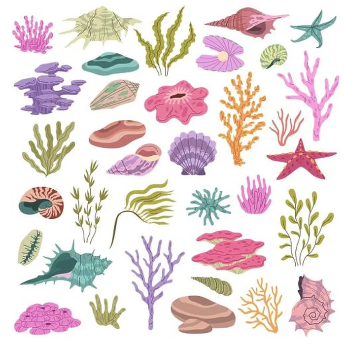 Framed Print : Seashell seaweeds corals. Color underwater conches Framed Print : Seashell seaweeds corals. Color underwater conches