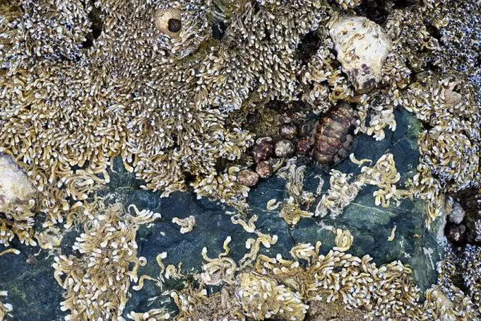 Framed Print : Seashells embedded in stone