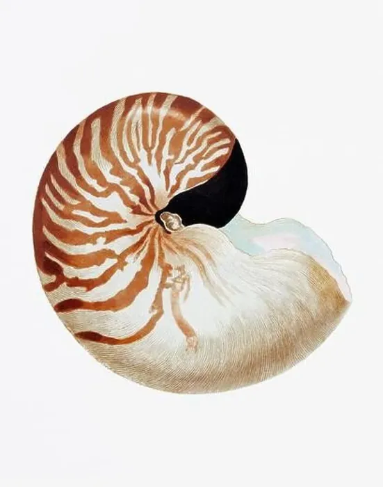 Framed Print : Seashells. A gorgeous digital painting of seashells with a vintage touch, on a clean white background Framed Print : Seashells. A gorgeous digital painting of seashells with a vintage touch, on a clean white background