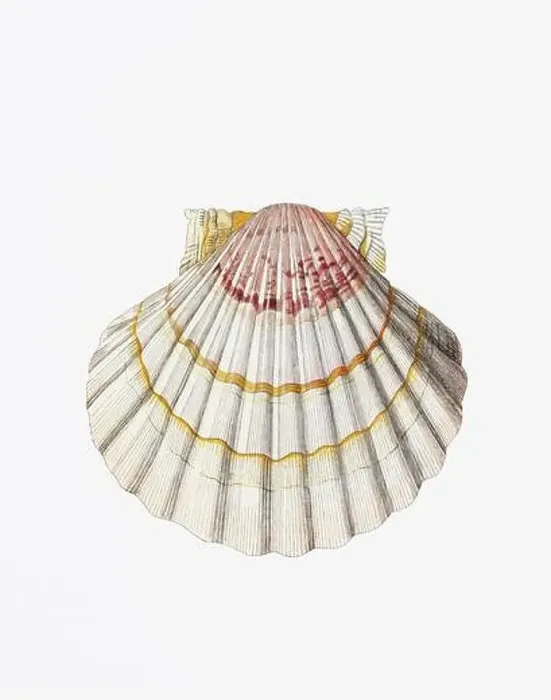 Framed Print : Seashells. A gorgeous digital painting of seashells with a vintage touch, on a clean white background Framed Print : Seashells. A gorgeous digital painting of seashells with a vintage touch, on a clean white background