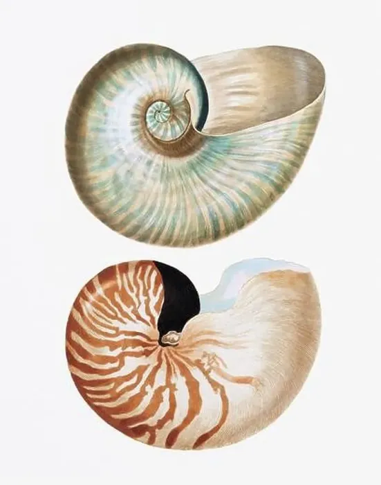 Framed Print : Seashells. A gorgeous digital painting of seashells with a vintage touch, on a clean white background Framed Print : Seashells. A gorgeous digital painting of seashells with a vintage touch, on a clean white background