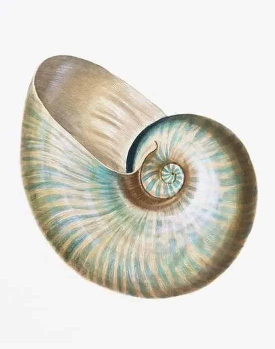 Framed Print : Seashells. A gorgeous digital painting of seashells with a vintage touch, on a clean white background Framed Print : Seashells. A gorgeous digital painting of seashells with a vintage touch, on a clean white background