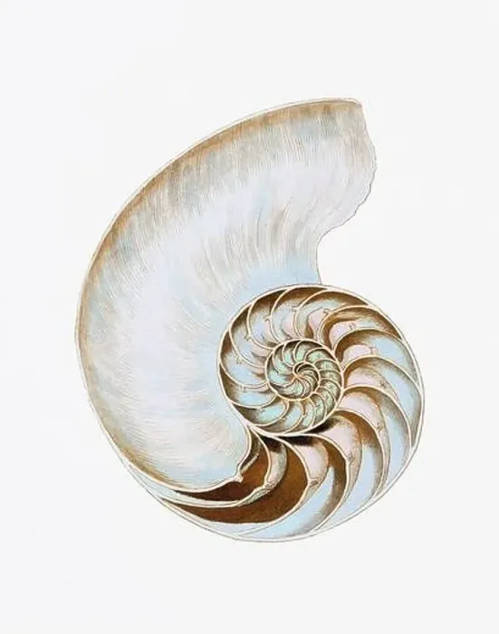 Framed Print : Seashells. A gorgeous digital painting of seashells with a vintage touch, on a clean white background Framed Print : Seashells. A gorgeous digital painting of seashells with a vintage touch, on a clean white background