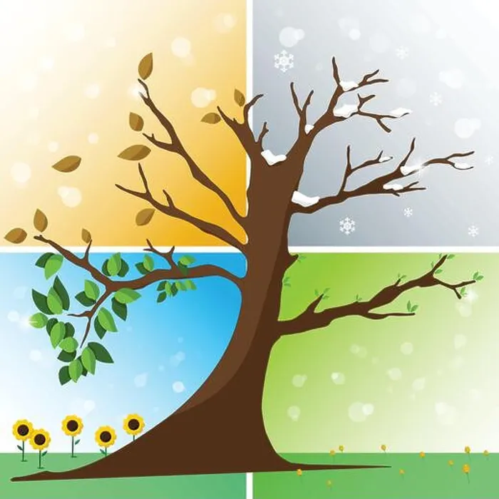 Framed Print : Four seasons in one tree - spring, summer, autumn, winter vector illustration Framed Print : Four seasons in one tree - spring, summer, autumn, winter vector illustration