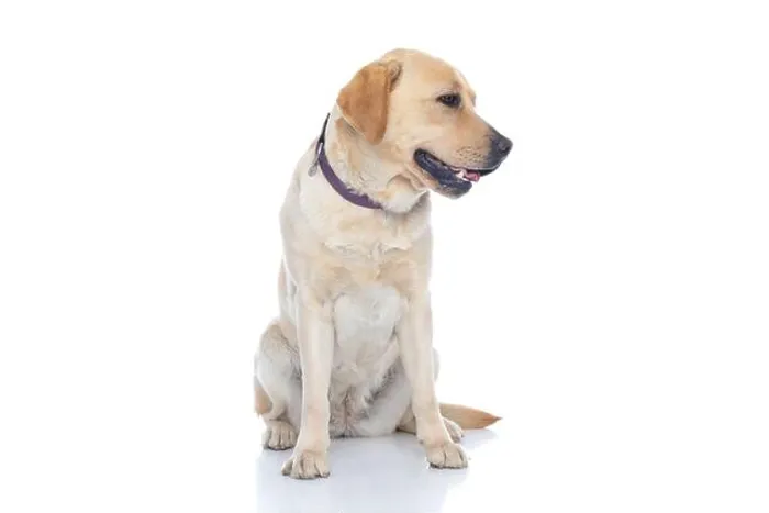 Framed Print : seated labrador retriever dog looking to his side and wearing a purple collar against white background Framed Print : seated labrador retriever dog looking to his side and wearing a purple collar against white background
