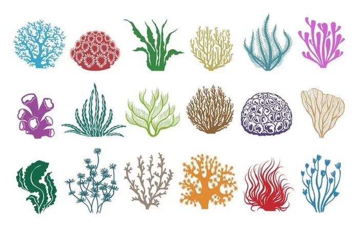 Framed Print : Seaweeds and corals on white. Colored aquarium plants vector illustration Framed Print : Seaweeds and corals on white. Colored aquarium plants vector illustration