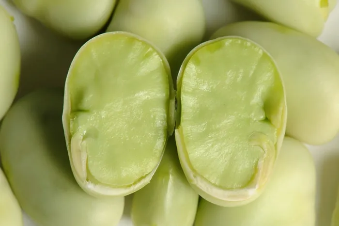 Framed Print : Sectioned broad bean seed showing internal structure Framed Print : Sectioned broad bean seed showing internal structure