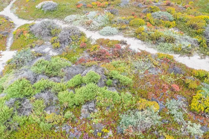 Framed Print : Seen from a bird's eye view, colorful mixed coastal scrub thrives on coastal bluffs near a popular beach south of Monterey in Northern California Framed Print : Seen from a bird's eye view, colorful mixed coastal scrub thrives on coastal bluffs near a popular beach south of Monterey in Northern California