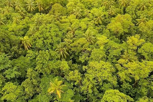 Seen from a bird's eye view, the thick, green canopy of a healthy rainforest hides the understory of a remote, tropical island in Papua New Guinea