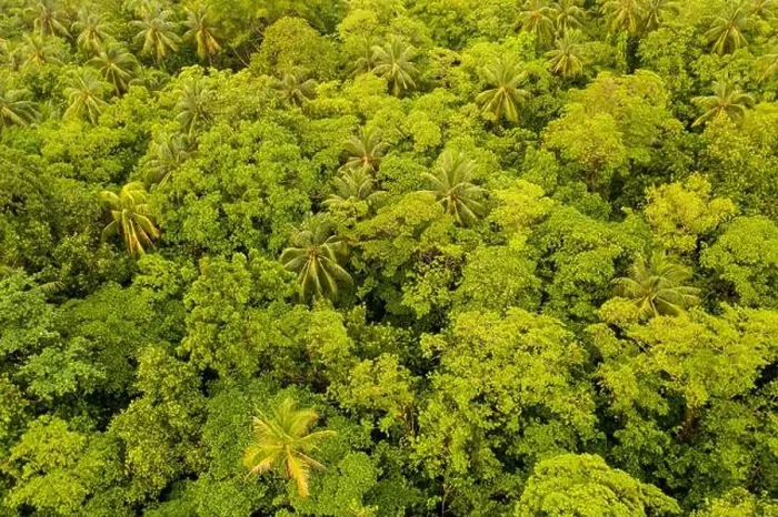 Framed Print : Seen from a bird's eye view, the thick, green canopy of a healthy rainforest hides the understory of a remote, tropical island in Papua New Guinea Framed Print : Seen from a bird's eye view, the thick, green canopy of a healthy rainforest hides the understory of a remote, tropical island in Papua New Guinea