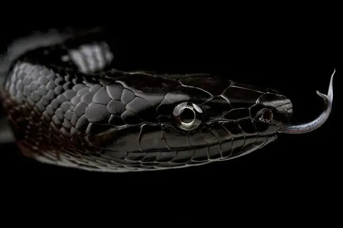 Framed Print : Selayar Black Ratsnake (Gonyosoma jansenii) Framed Print : Selayar Black Ratsnake (Gonyosoma jansenii)