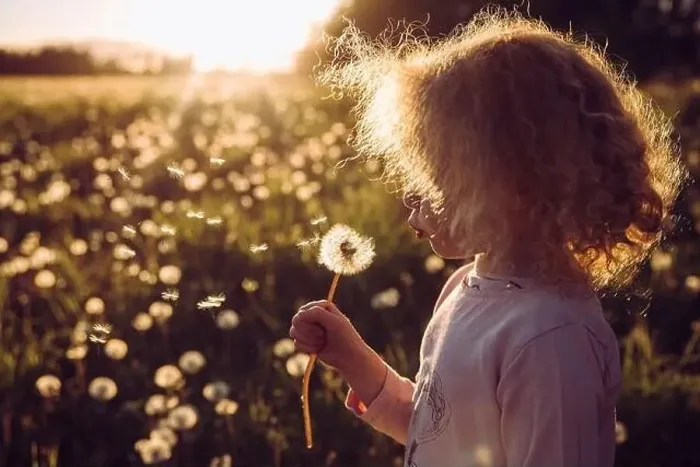 Framed Print : Selective focus cute blonde curly hair girl blowing blossomed dandelion flower head Framed Print : Selective focus cute blonde curly hair girl blowing blossomed dandelion flower head