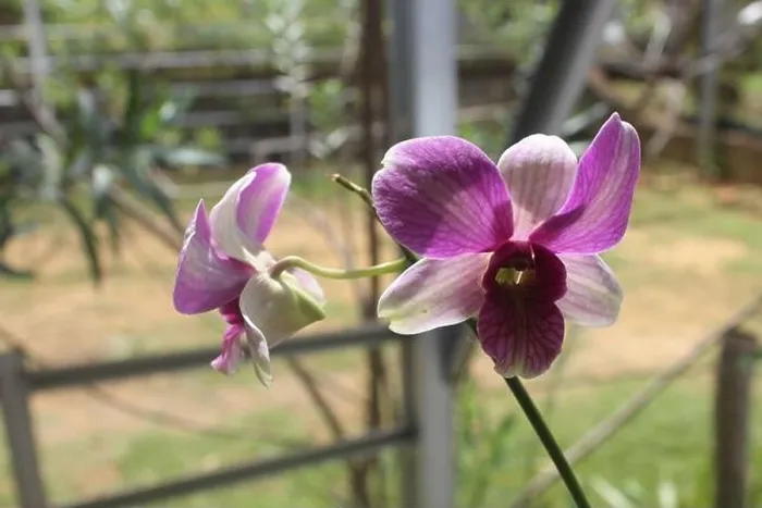 Framed Print : Selective focus of dendrobium larat orchid (bangkok fancy) in the garden Framed Print : Selective focus of dendrobium larat orchid (bangkok fancy) in the garden