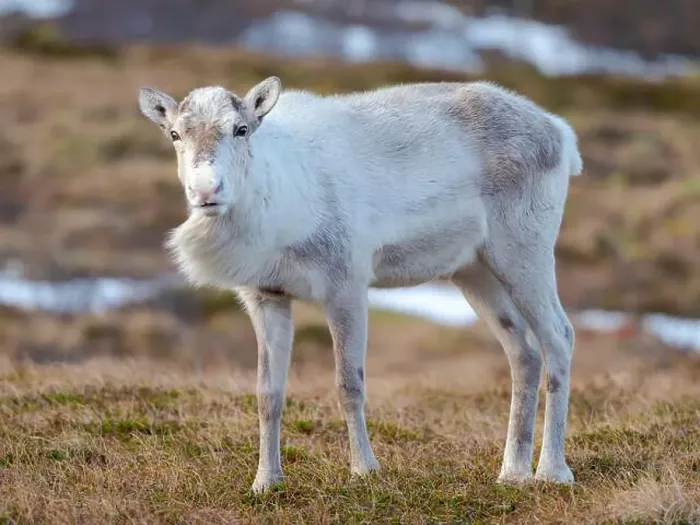 Framed Print : Semi-domesticated reindeer on the island Senja near Mefjordvaer during late winter. Norway