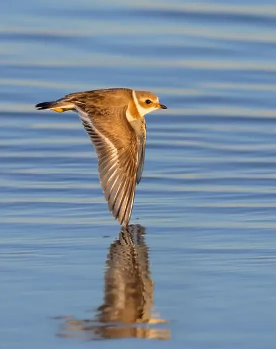 Framed Print : Semipalmated plover (Charadrius semipalmatus) flying over the ocean at early morning during the fall migration