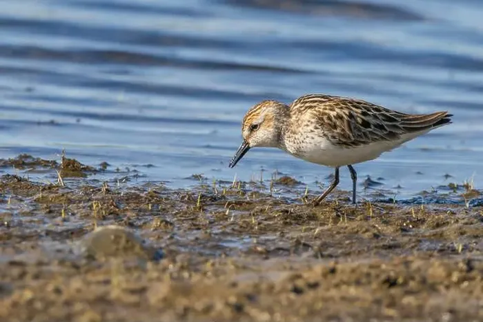 Framed Print : A Semipalmated Sandpiper foraging at the water's edge Framed Print : A Semipalmated Sandpiper foraging at the water's edge