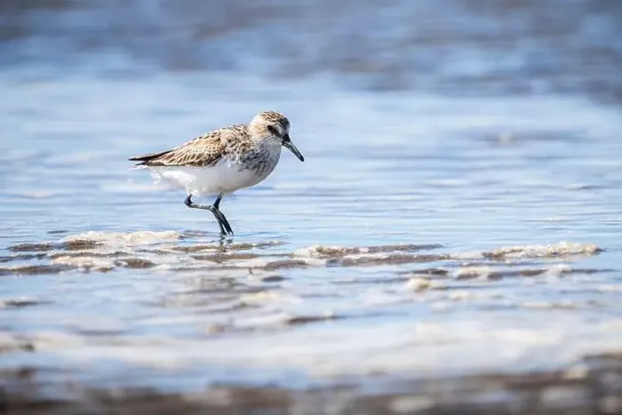 Framed Print : Semipalmated Sandpiper hunting for food on the shoreline of a St. Lawrence River Framed Print : Semipalmated Sandpiper hunting for food on the shoreline of a St. Lawrence River