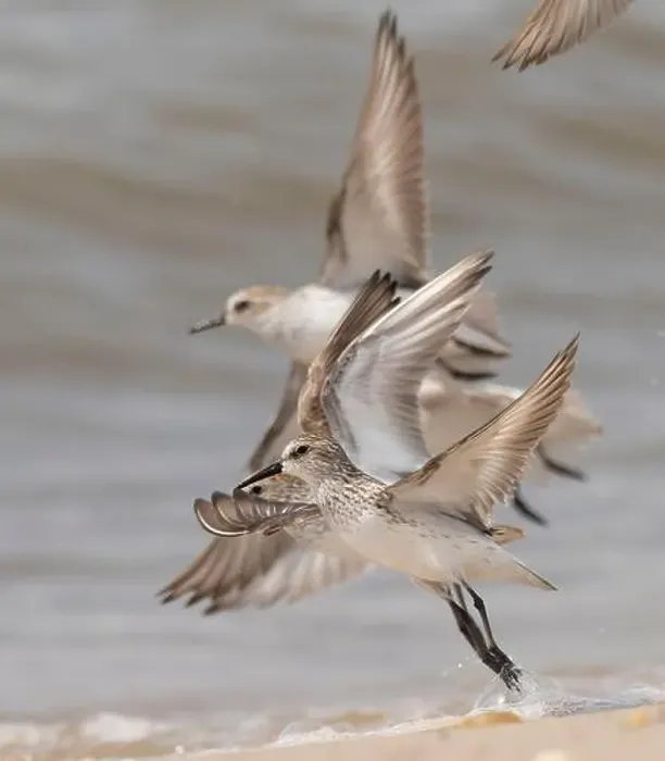 Framed Print : Semipalmated sandpiper, New Jersey, USA, North America Framed Print : Semipalmated sandpiper, New Jersey, USA, North America
