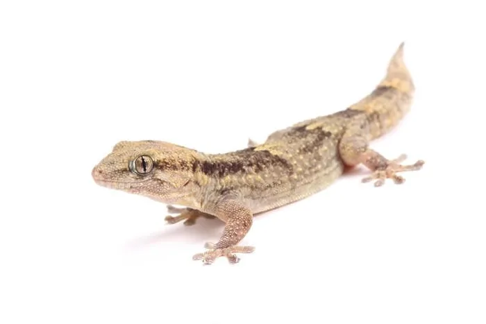Framed Print : Senegambia wall gecko (Tarentola senegambiae) Framed Print : Senegambia wall gecko (Tarentola senegambiae)