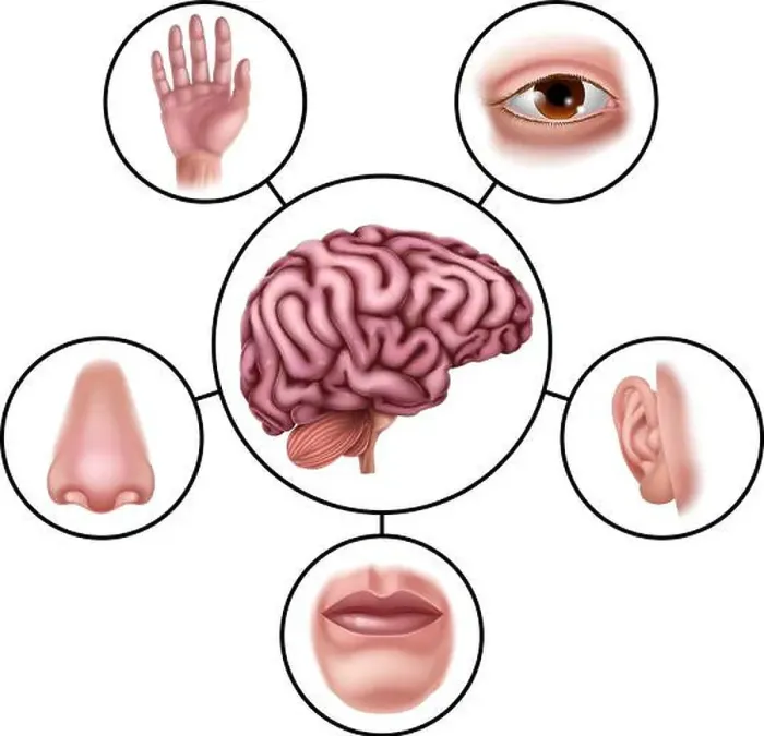 Framed Print : Five Senses Brain Educational Illustration Diagram Framed Print : Five Senses Brain Educational Illustration Diagram