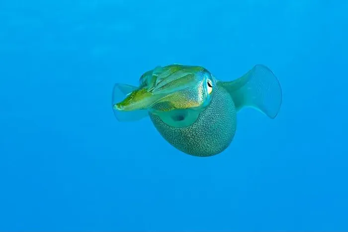 Framed Print : A Sepioteuthis sepioidea, commonly known as a Caribbean Reef Squid Framed Print : A Sepioteuthis sepioidea, commonly known as a Caribbean Reef Squid