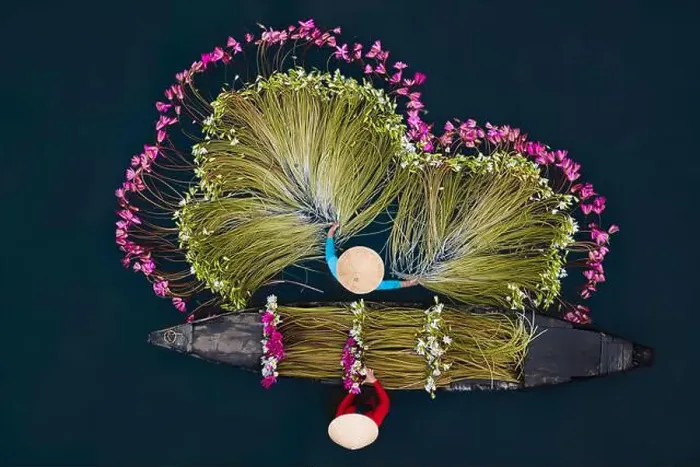 Framed Print : September 27, 2023: women in Long An province, Vietnam are harvesting water lilies in the fields Framed Print : September 27, 2023: women in Long An province, Vietnam are harvesting water lilies in the fields