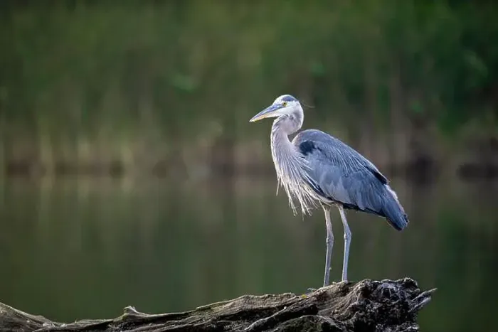 Framed Print : A serene great blue heron rests gracefully on a floating wood Framed Print : A serene great blue heron rests gracefully on a floating wood