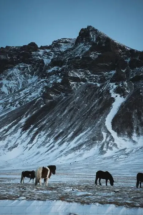 Framed Print : A serene group of Icelandic horses graze calmly against the backdrop of snow-dusted mountain slopes under a cool Framed Print : A serene group of Icelandic horses graze calmly against the backdrop of snow-dusted mountain slopes under a cool