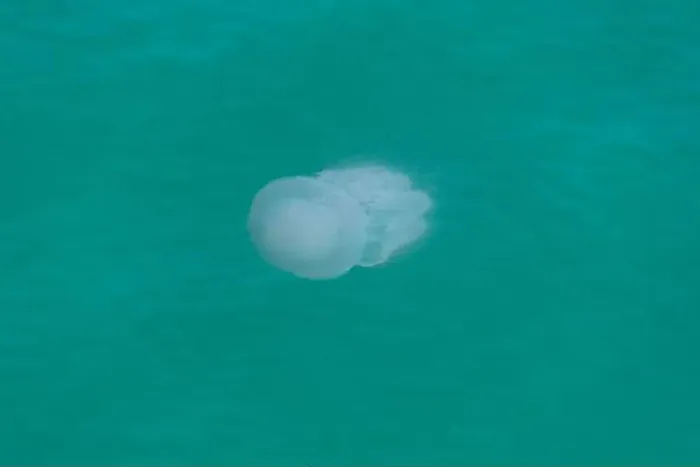 Framed Print : A serene jellyfish undulating gently in the clear turquoise waters of an ocean, portraying marine life's elegance Framed Print : A serene jellyfish undulating gently in the clear turquoise waters of an ocean, portraying marine life's elegance