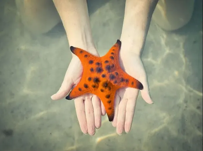 Framed Print : Serene Moments at Starfish Beach Framed Print : Serene Moments at Starfish Beach