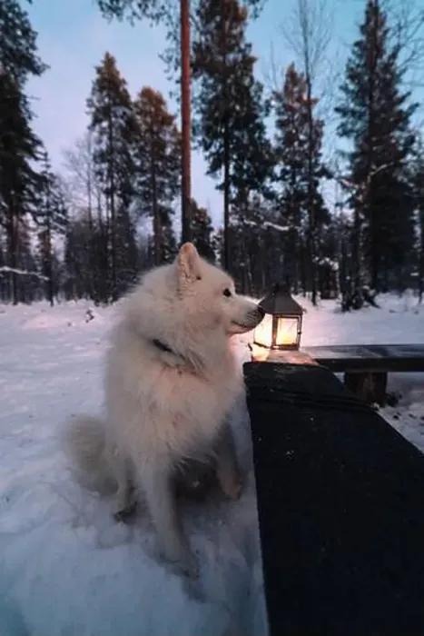 Framed Print : A serene Samoyed dog stands by a glowing lantern in the snowy landscape of Lapland Framed Print : A serene Samoyed dog stands by a glowing lantern in the snowy landscape of Lapland