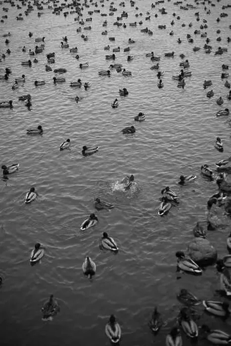 Framed Print : A serene scene of ducks floating peacefully on a calm body of water Framed Print : A serene scene of ducks floating peacefully on a calm body of water
