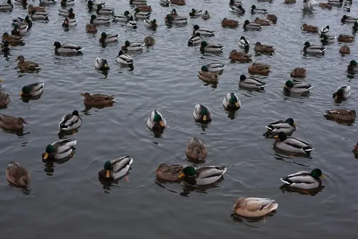 Framed Print : A serene scene of ducks floating peacefully on a calm body of water Framed Print : A serene scene of ducks floating peacefully on a calm body of water
