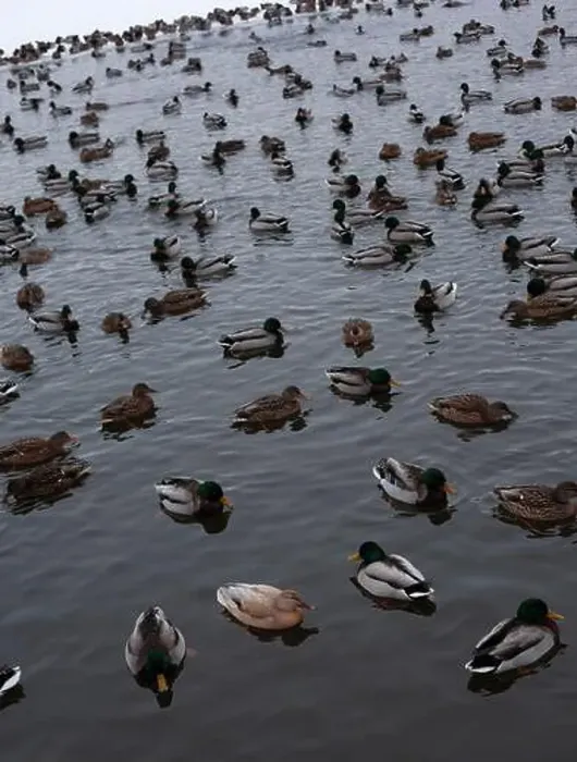 Framed Print : A serene scene of ducks floating peacefully on a calm body of water Framed Print : A serene scene of ducks floating peacefully on a calm body of water