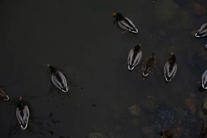 Framed Print : A serene scene of ducks floating peacefully on a calm body of water Framed Print : A serene scene of ducks floating peacefully on a calm body of water