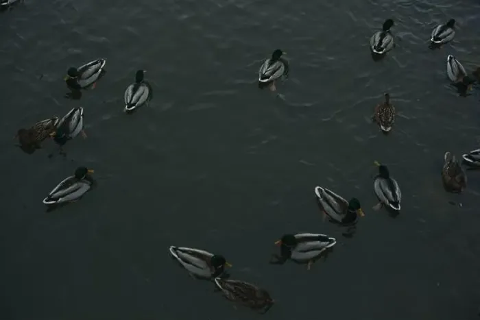 Framed Print : A serene scene of ducks floating peacefully on a calm body of water Framed Print : A serene scene of ducks floating peacefully on a calm body of water