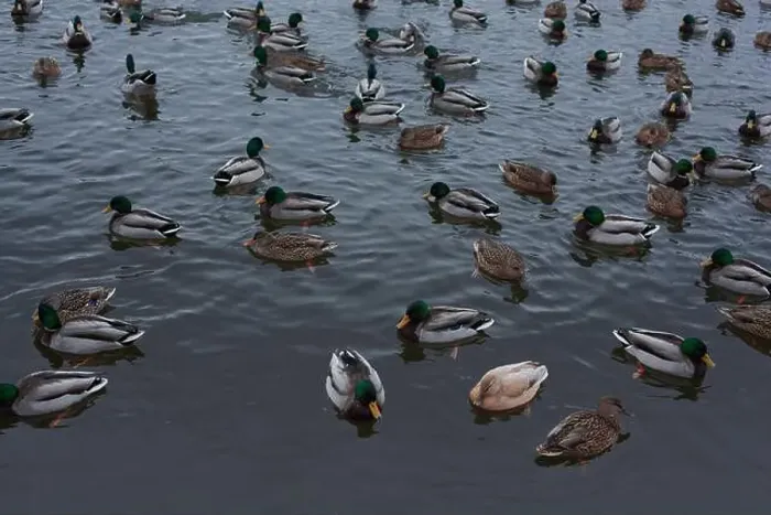 Framed Print : A serene scene of ducks floating peacefully on a calm body of water Framed Print : A serene scene of ducks floating peacefully on a calm body of water