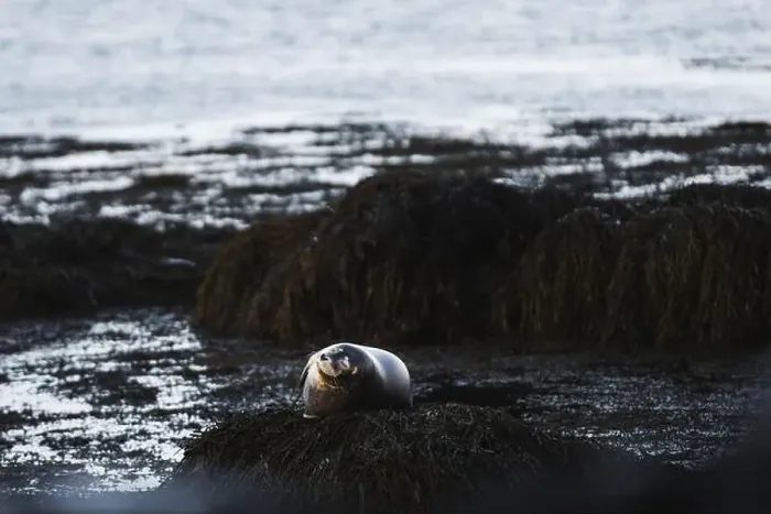 Framed Print : A serene seal rests on a seaweed-covered rock with the cold Framed Print : A serene seal rests on a seaweed-covered rock with the cold
