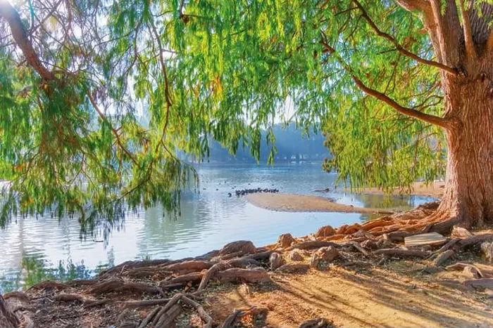 Framed Print : Serene view of green trees arching over calm water Framed Print : Serene view of green trees arching over calm water