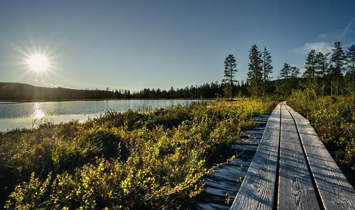 Framed Print : A serene wooden path leads through the marsh Framed Print : A serene wooden path leads through the marsh
