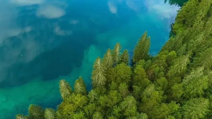 Framed Print : Serenity from Above: Pine Trees by Turquoise Lake Framed Print : Serenity from Above: Pine Trees by Turquoise Lake