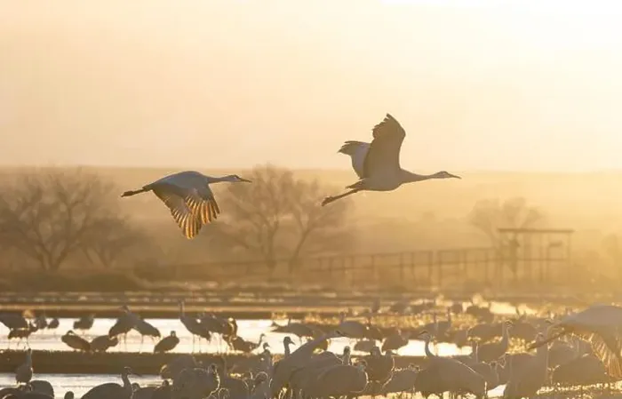 Framed Print : Serenity of nature's golden glow on Sandhill Cranes in dawn flight over wild birds in lagoons of Bernardo Wildlife Area Framed Print : Serenity of nature's golden glow on Sandhill Cranes in dawn flight over wild birds in lagoons of Bernardo Wildlife Area