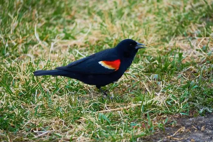 Framed Print : Sergeant Blackbird: Exploring the Wilderness of Canada's Migratory Avian Beauty Framed Print : Sergeant Blackbird: Exploring the Wilderness of Canada's Migratory Avian Beauty