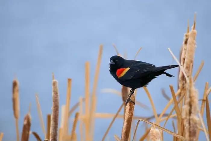 Framed Print : Sergeant Blackbird: Exploring the Wilderness of Canada's Migratory Avian Beauty Framed Print : Sergeant Blackbird: Exploring the Wilderness of Canada's Migratory Avian Beauty