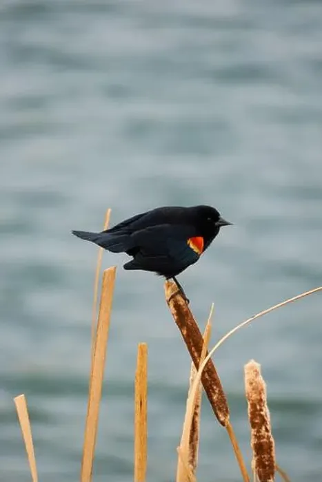 Framed Print : Sergeant Blackbird: Exploring the Wilderness of Canada's Migratory Avian Beauty