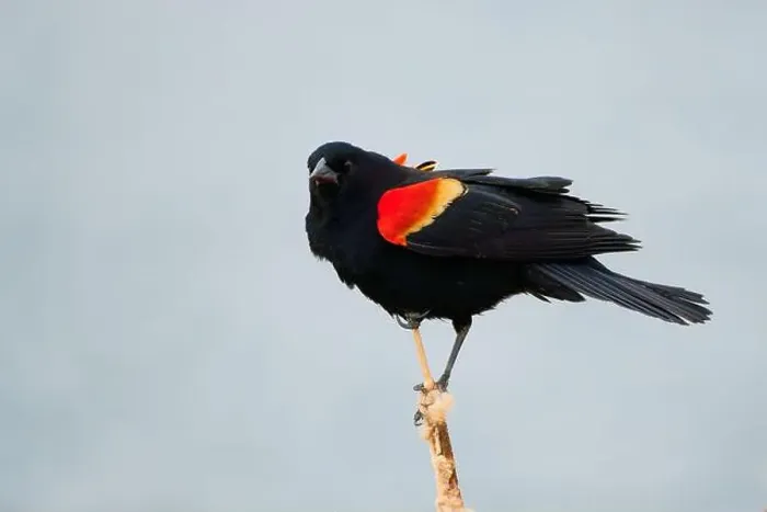 Framed Print : Sergeant Blackbird: Exploring the Wilderness of Canada's Migratory Avian Beauty