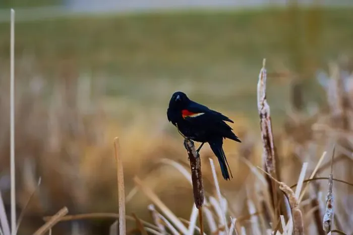 Framed Print : Sergeant Blackbird: Exploring the Wilderness of Canada's Migratory Avian Beauty Framed Print : Sergeant Blackbird: Exploring the Wilderness of Canada's Migratory Avian Beauty